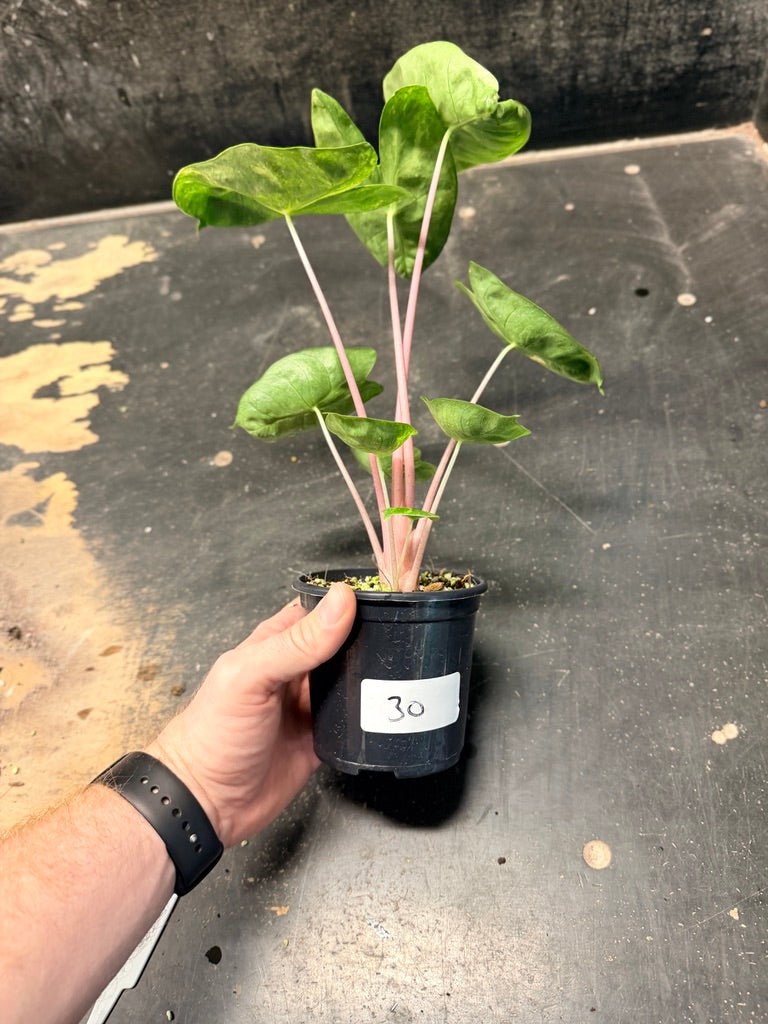 Handpicked 30 - Alocasia Morocco Variegata Aurea - 100mm Pot | Uprooted