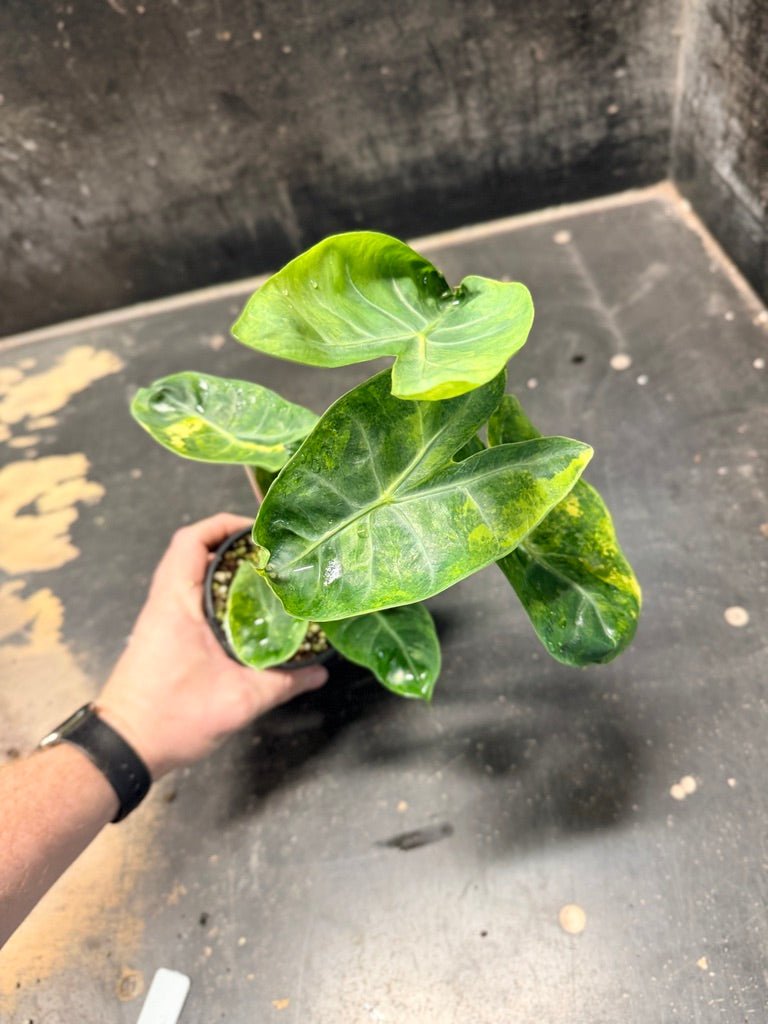 Handpicked 30 - Alocasia Morocco Variegata Aurea - 100mm Pot | Uprooted