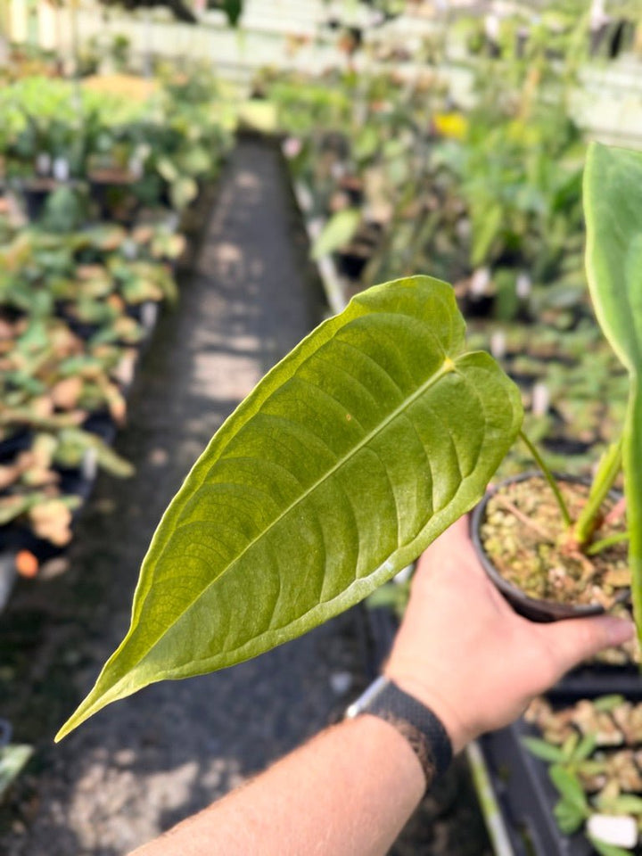 Handpicked 30 - Anthurium Veitchii - Intermediate Form | Uprooted