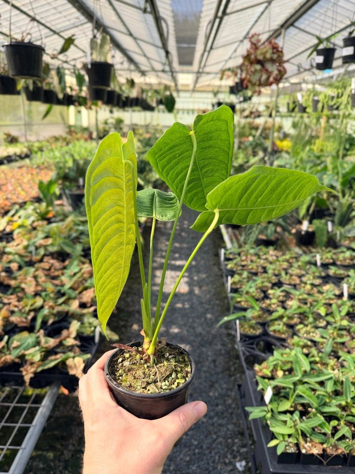 Handpicked 30 - Anthurium Veitchii - Intermediate Form | Uprooted