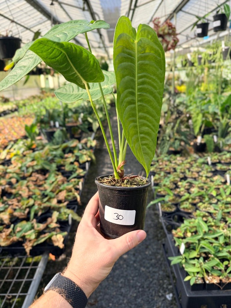 Handpicked 30 - Anthurium Veitchii - Intermediate Form | Uprooted
