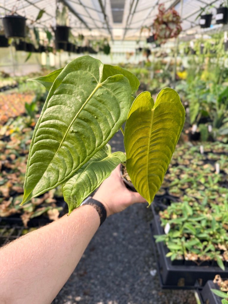 Handpicked 30 - Anthurium Veitchii - Intermediate Form | Uprooted