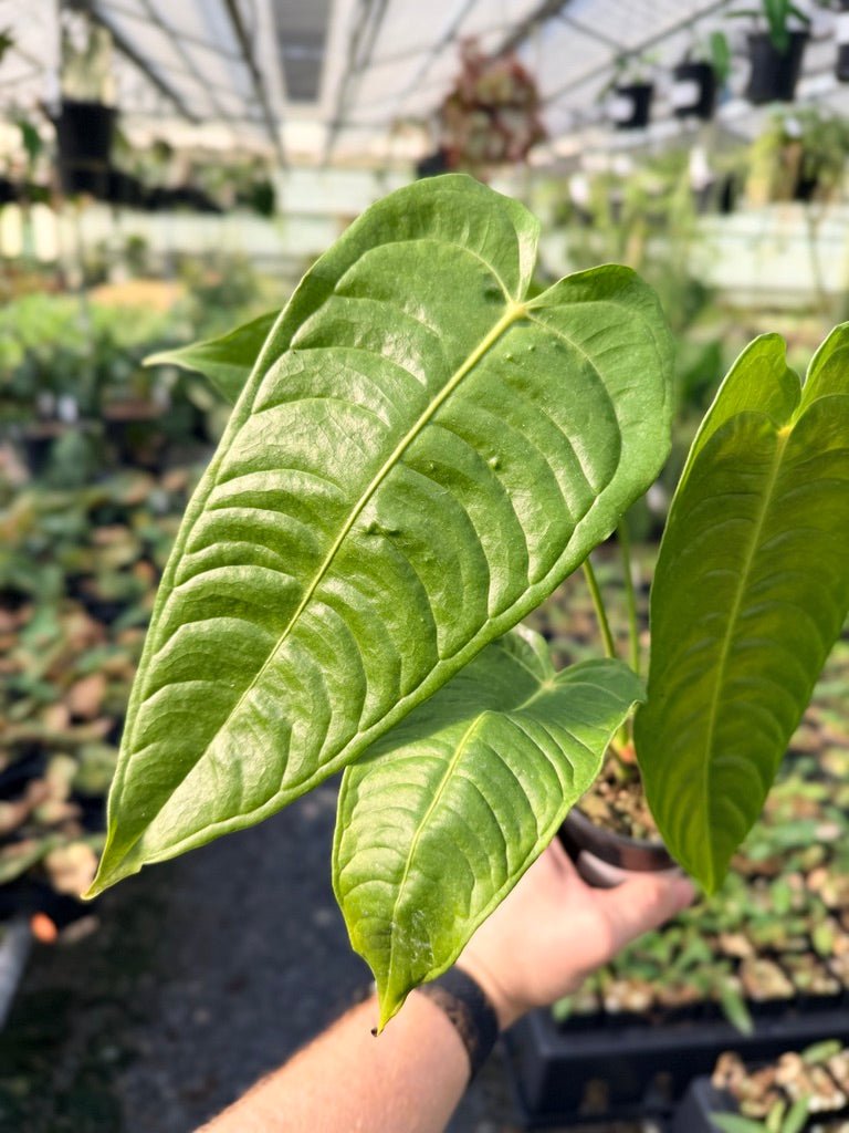 Handpicked 30 - Anthurium Veitchii - Intermediate Form | Uprooted