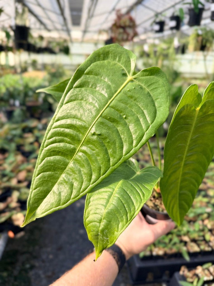 Handpicked 30 - Anthurium Veitchii - Intermediate Form | Uprooted