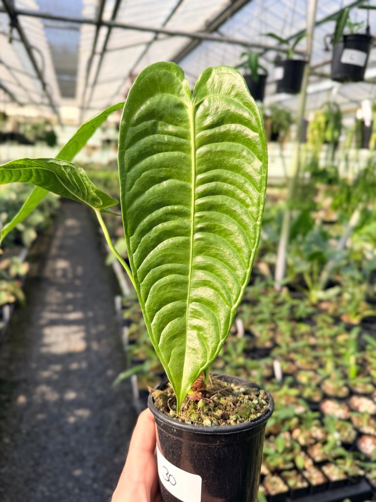 Handpicked 30 - Anthurium Veitchii - Intermediate Form | Uprooted