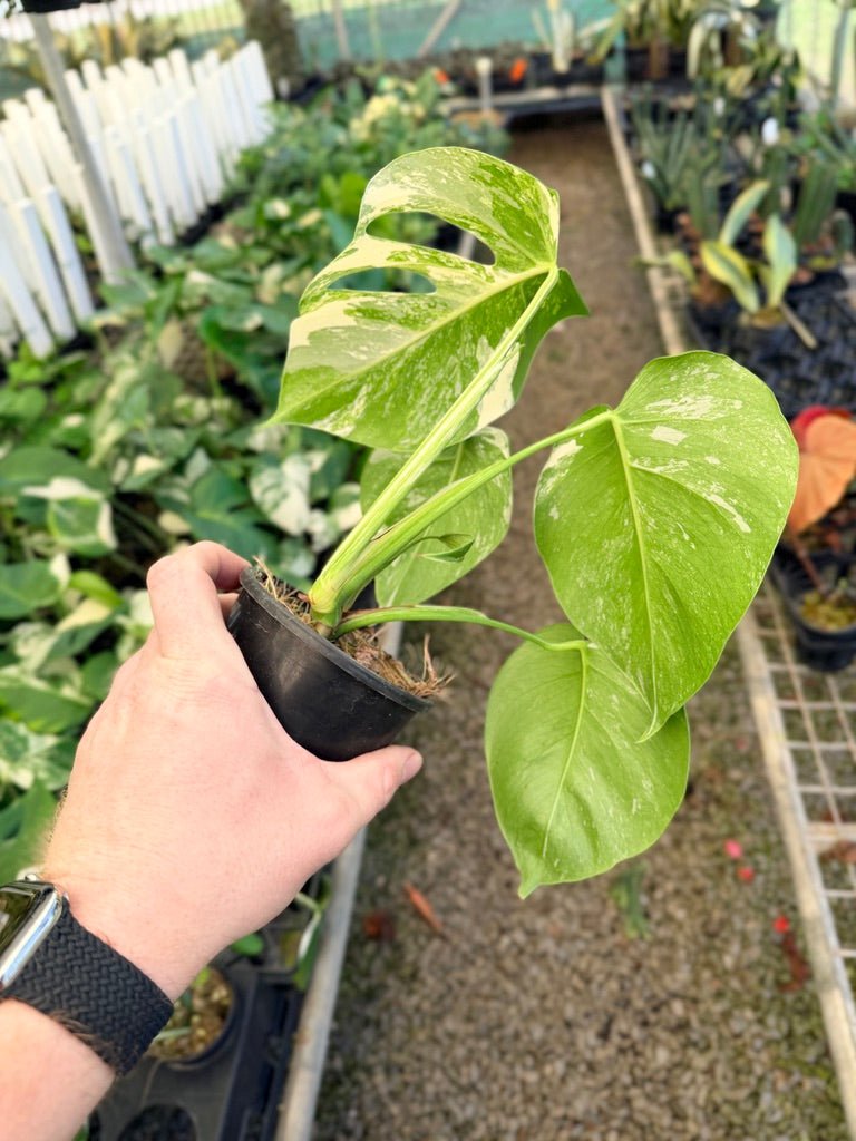 Handpicked 31 - Monstera Deliciosa Borsigiana Variegated Albo | Uprooted