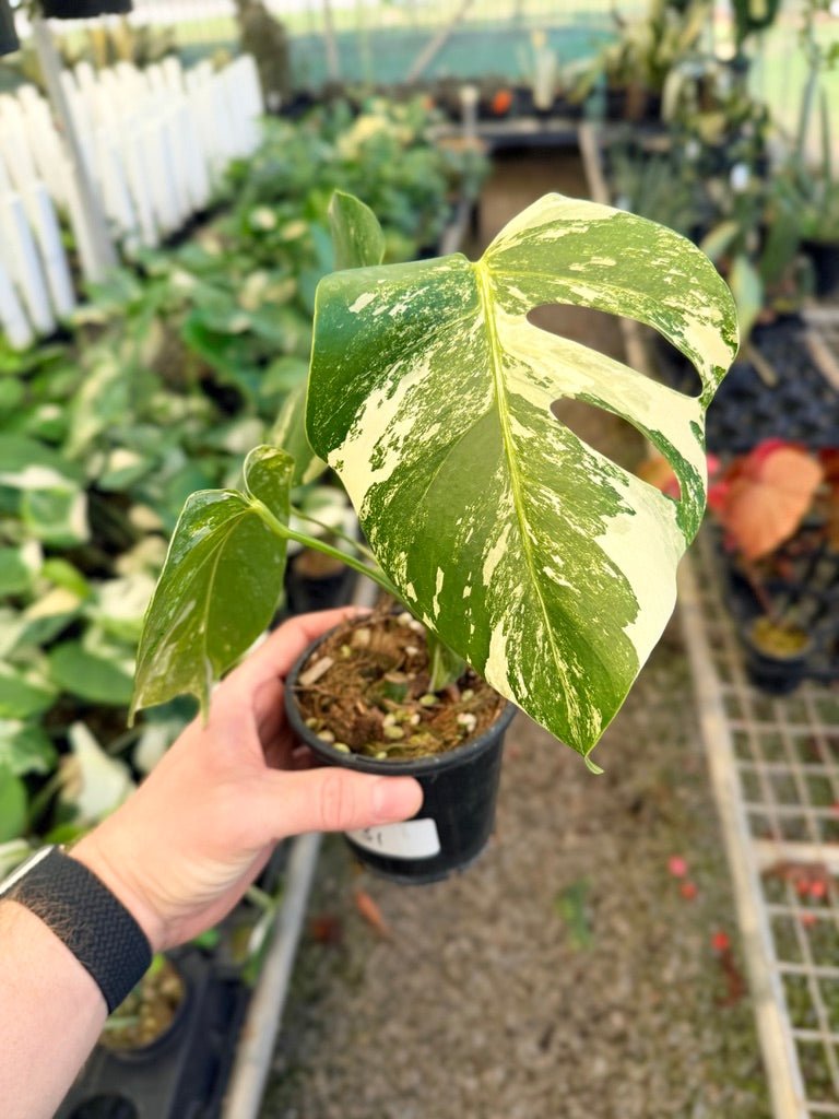Handpicked 31 - Monstera Deliciosa Borsigiana Variegated Albo | Uprooted