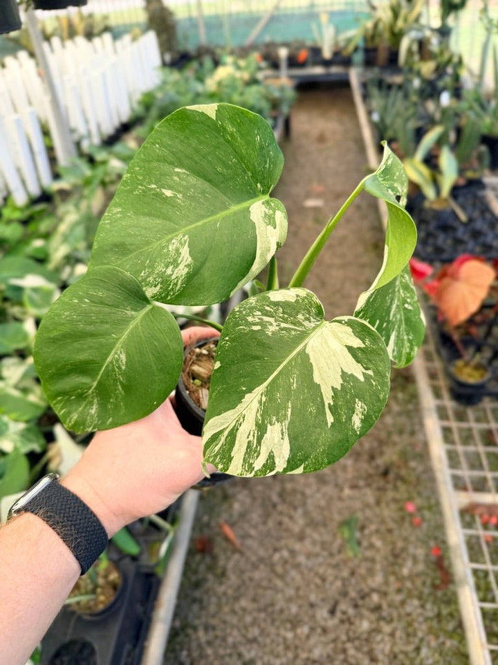 Handpicked 31 - Monstera Deliciosa Borsigiana Variegated Albo | Uprooted