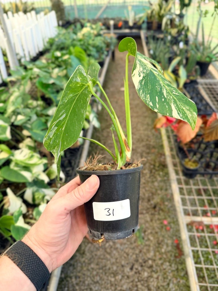 Handpicked 31 - Monstera Deliciosa Borsigiana Variegated Albo | Uprooted