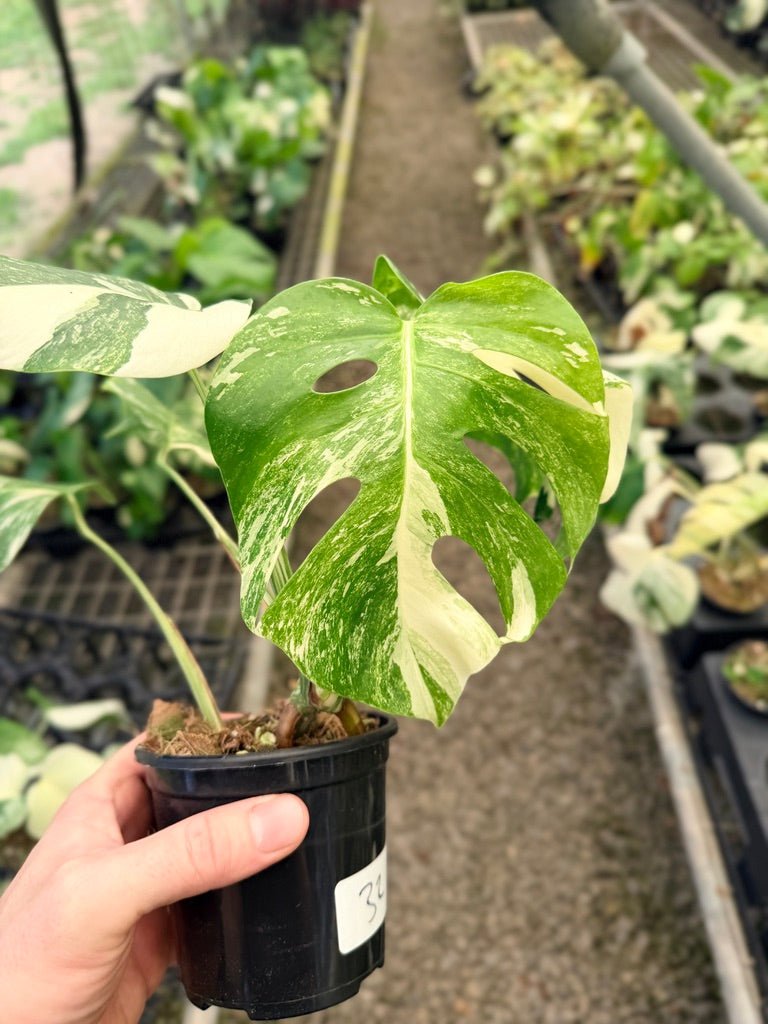 Handpicked 32 - Monstera Deliciosa Borsigiana Variegated Albo | Uprooted
