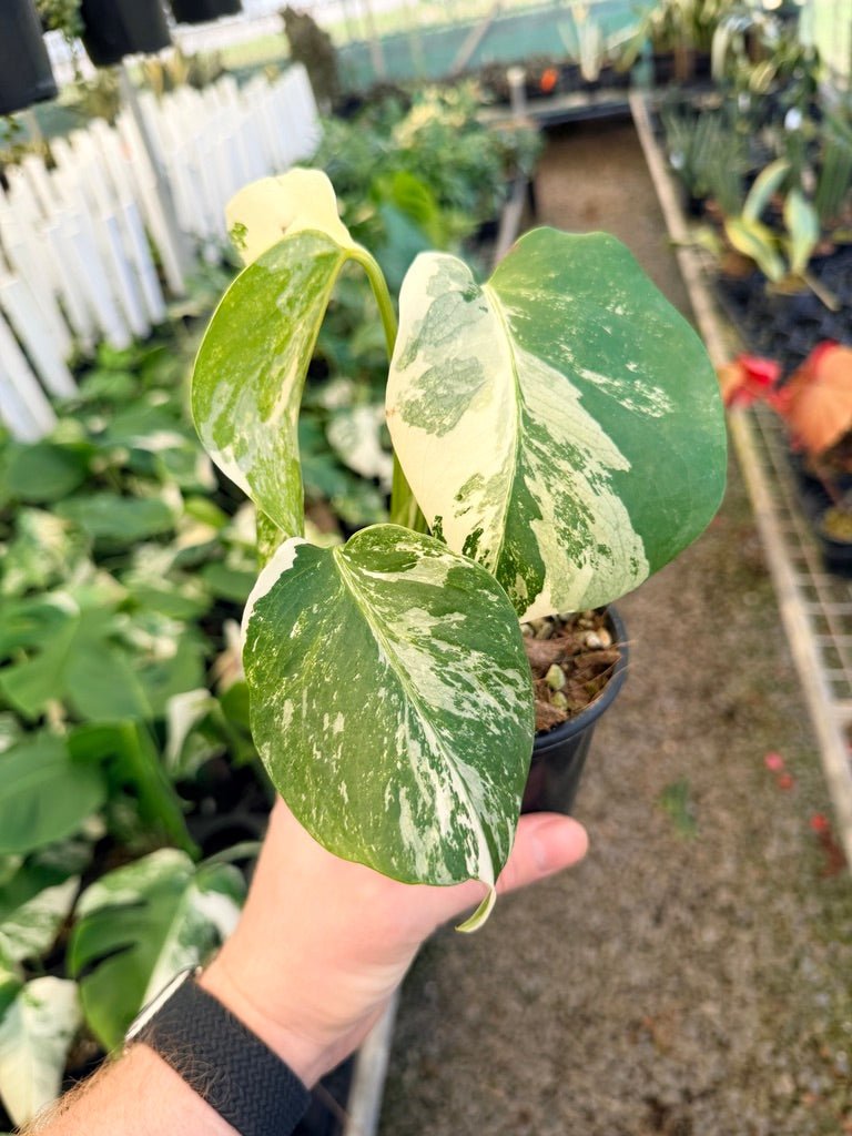 Handpicked 32 - Monstera Deliciosa Borsigiana Variegated Albo | Uprooted
