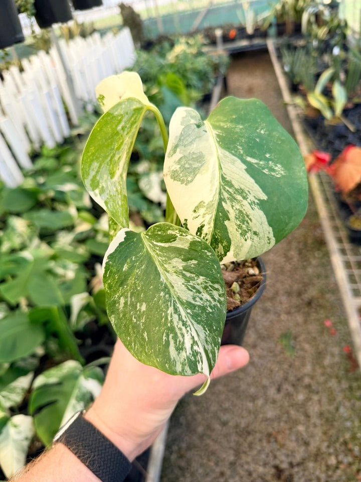 Handpicked 32 - Monstera Deliciosa Borsigiana Variegated Albo | Uprooted
