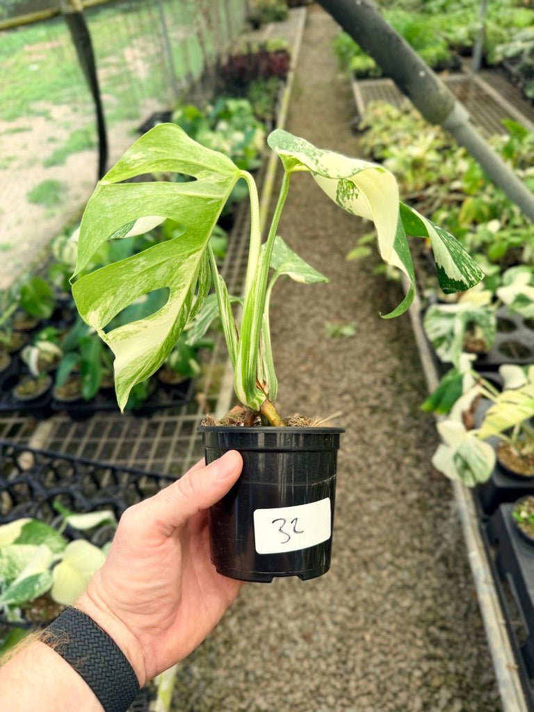 Handpicked 32 - Monstera Deliciosa Borsigiana Variegated Albo | Uprooted
