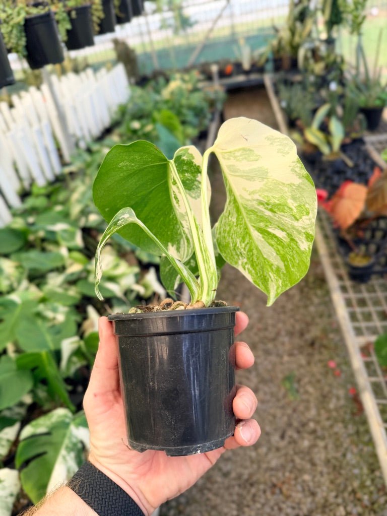 Handpicked 32 - Monstera Deliciosa Borsigiana Variegated Albo | Uprooted