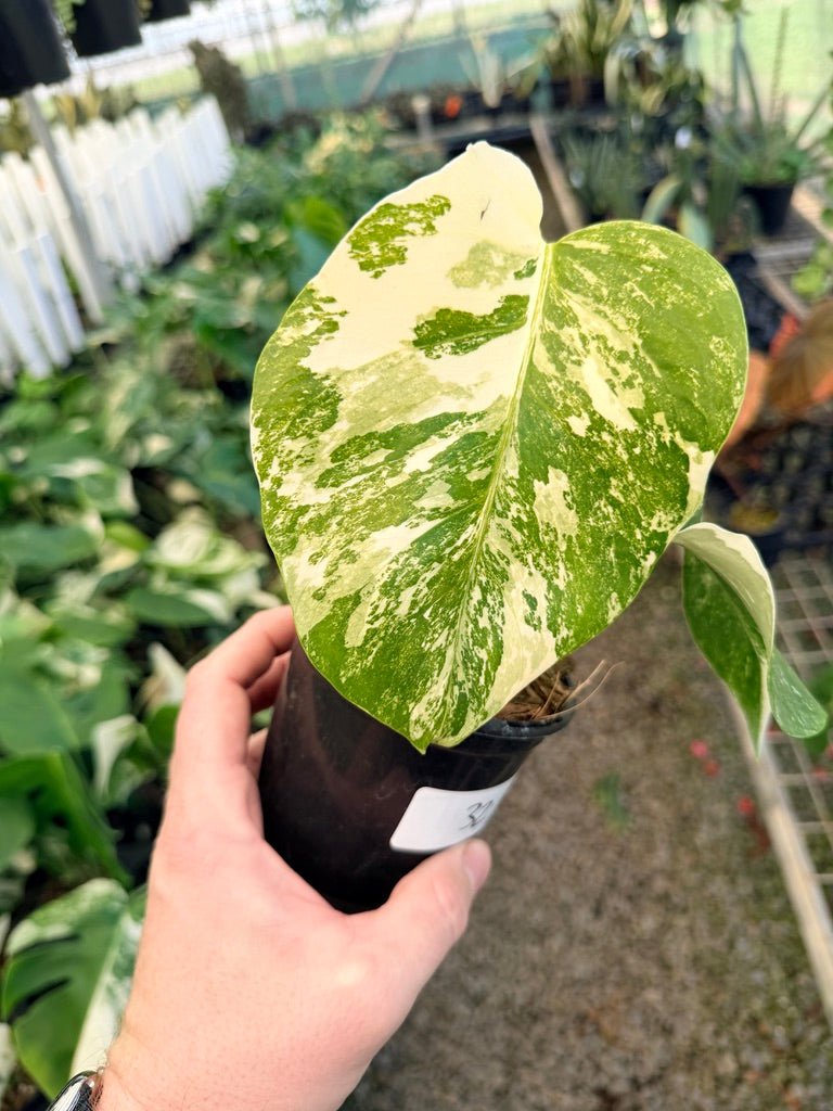 Handpicked 32 - Monstera Deliciosa Borsigiana Variegated Albo | Uprooted