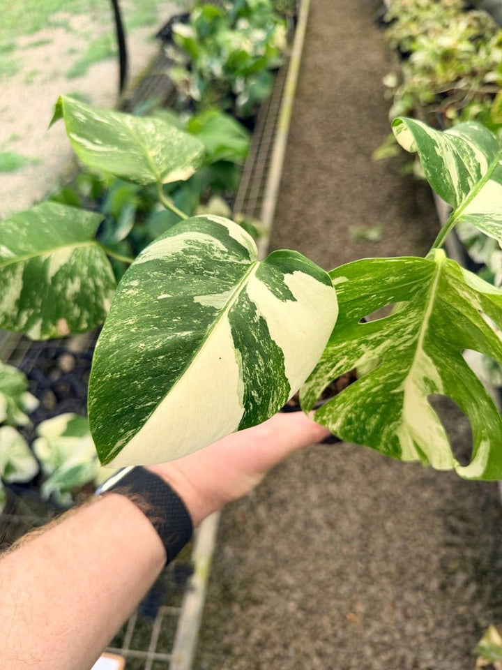 Handpicked 32 - Monstera Deliciosa Borsigiana Variegated Albo | Uprooted
