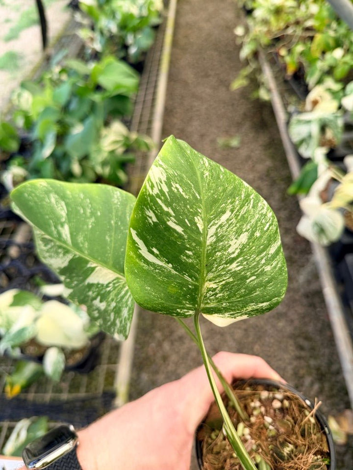 Handpicked 32 - Monstera Deliciosa Borsigiana Variegated Albo | Uprooted