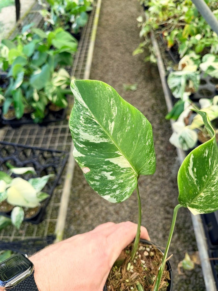 Handpicked 32 - Monstera Deliciosa Borsigiana Variegated Albo | Uprooted