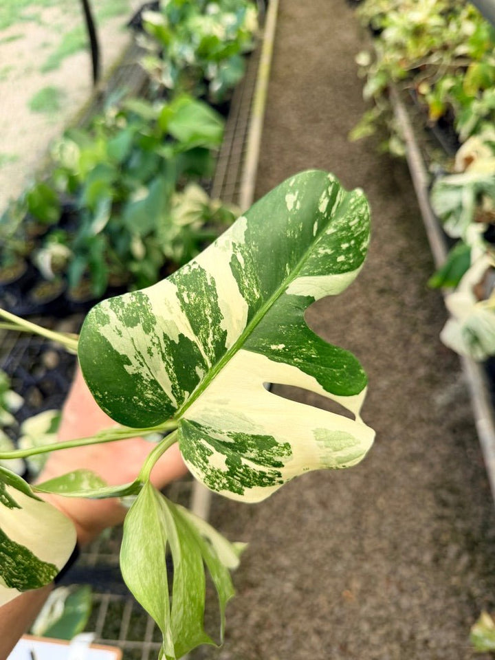 Handpicked 32 - Monstera Deliciosa Borsigiana Variegated Albo | Uprooted