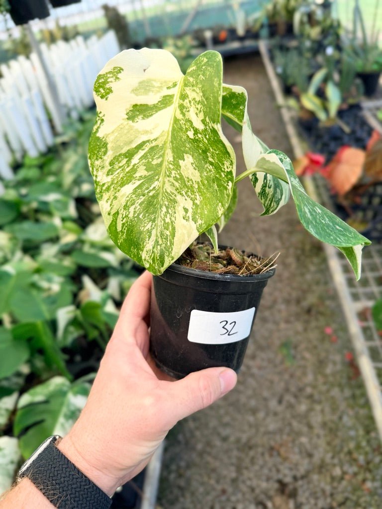 Handpicked 32 - Monstera Deliciosa Borsigiana Variegated Albo | Uprooted