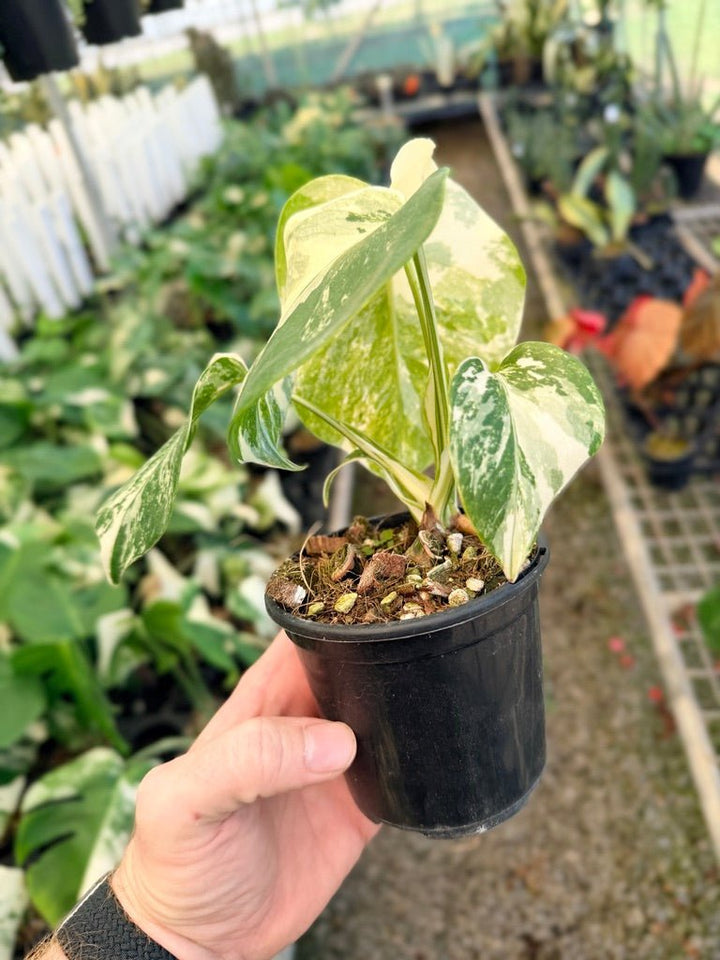 Handpicked 32 - Monstera Deliciosa Borsigiana Variegated Albo | Uprooted