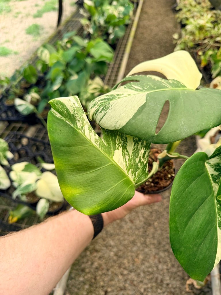 Handpicked 33 - Monstera Deliciosa Borsigiana Variegated Albo | Uprooted