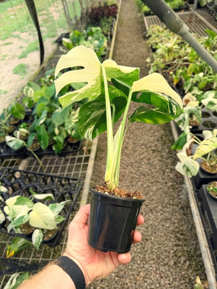 Handpicked 33 - Monstera Deliciosa Borsigiana Variegated Albo | Uprooted