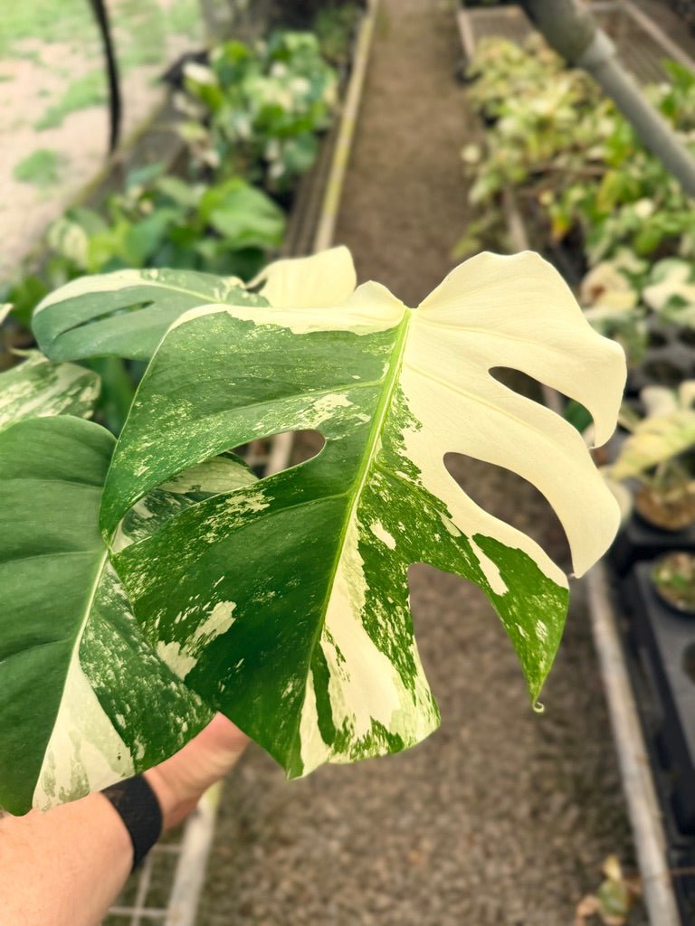 Handpicked 33 - Monstera Deliciosa Borsigiana Variegated Albo | Uprooted