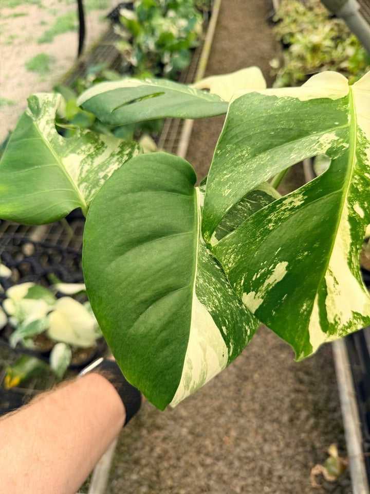 Handpicked 33 - Monstera Deliciosa Borsigiana Variegated Albo | Uprooted
