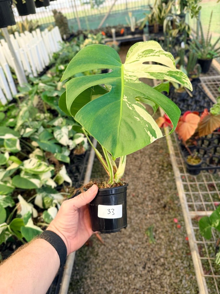 Handpicked 33 - Monstera Deliciosa Borsigiana Variegated Albo | Uprooted