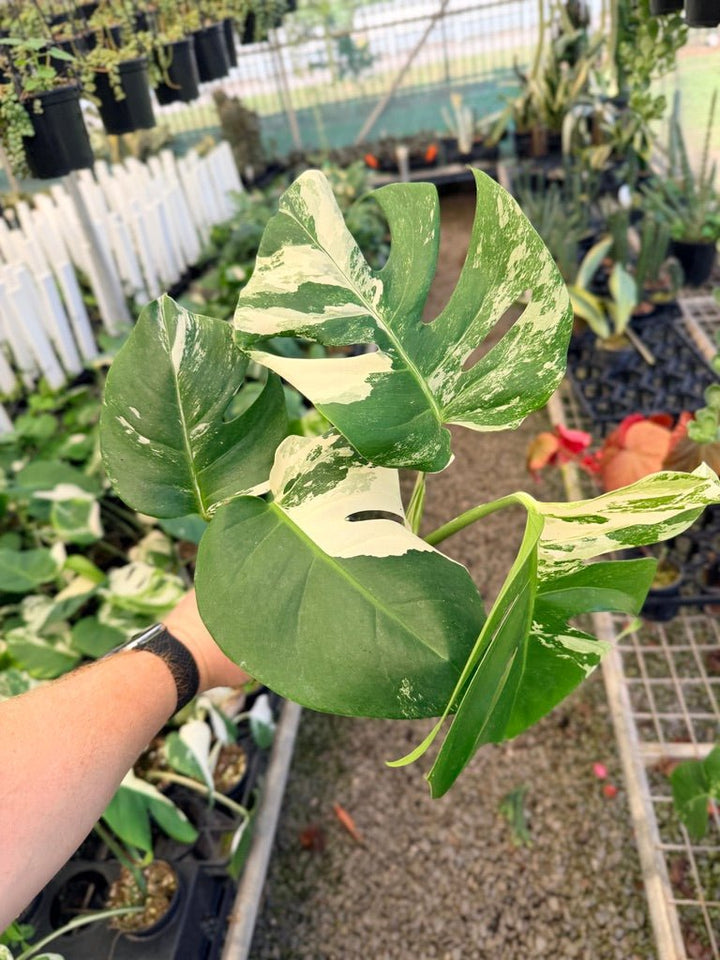 Handpicked 33 - Monstera Deliciosa Borsigiana Variegated Albo | Uprooted