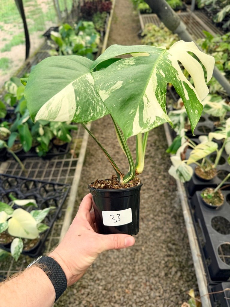 Handpicked 33 - Monstera Deliciosa Borsigiana Variegated Albo | Uprooted