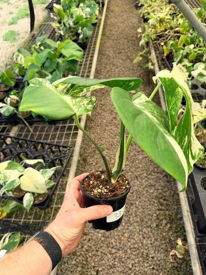 Handpicked 33 - Monstera Deliciosa Borsigiana Variegated Albo | Uprooted