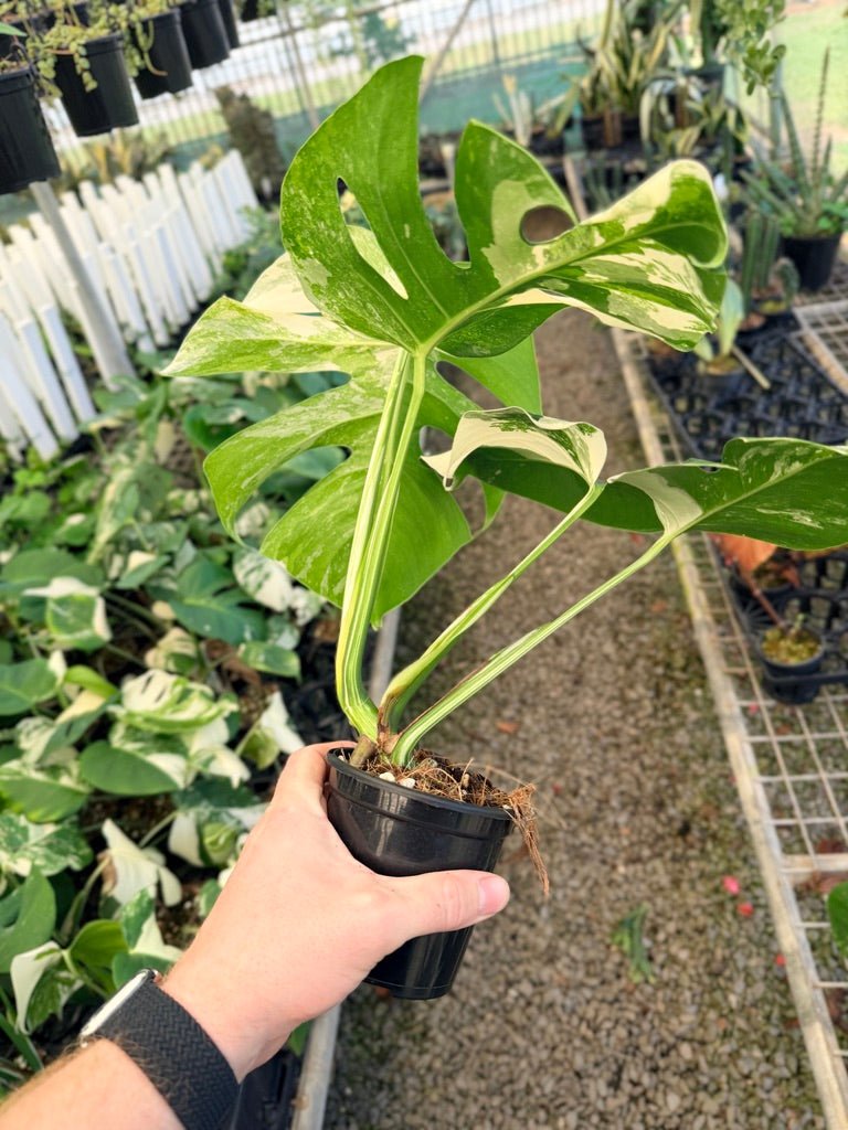 Handpicked 33 - Monstera Deliciosa Borsigiana Variegated Albo | Uprooted