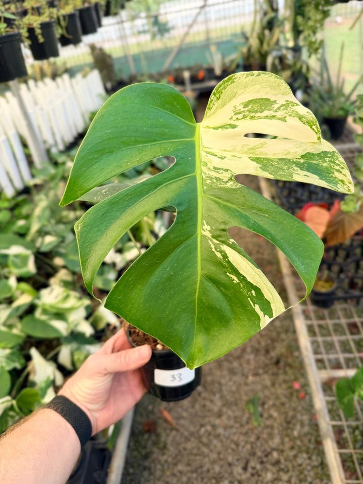 Handpicked 33 - Monstera Deliciosa Borsigiana Variegated Albo | Uprooted