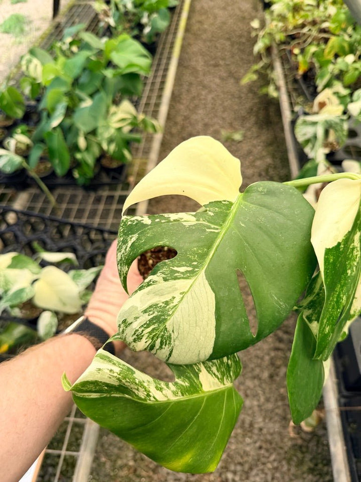 Handpicked 33 - Monstera Deliciosa Borsigiana Variegated Albo | Uprooted
