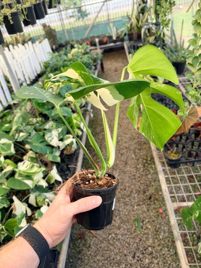Handpicked 33 - Monstera Deliciosa Borsigiana Variegated Albo | Uprooted