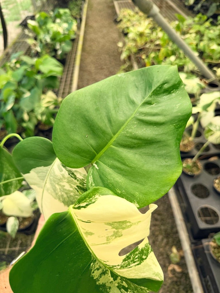 Handpicked 34 - Monstera Deliciosa Borsigiana Variegated Albo | Uprooted