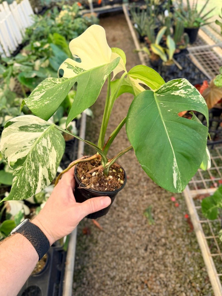 Handpicked 34 - Monstera Deliciosa Borsigiana Variegated Albo | Uprooted