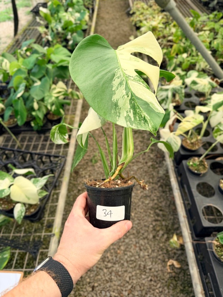 Handpicked 34 - Monstera Deliciosa Borsigiana Variegated Albo | Uprooted