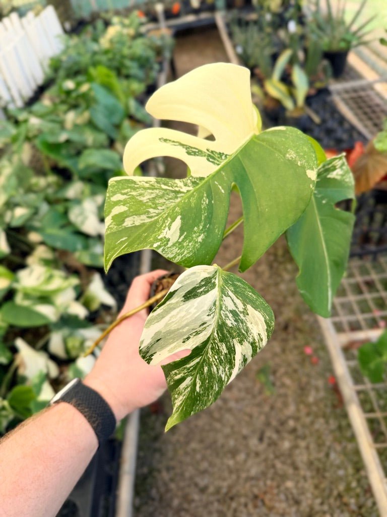 Handpicked 34 - Monstera Deliciosa Borsigiana Variegated Albo | Uprooted