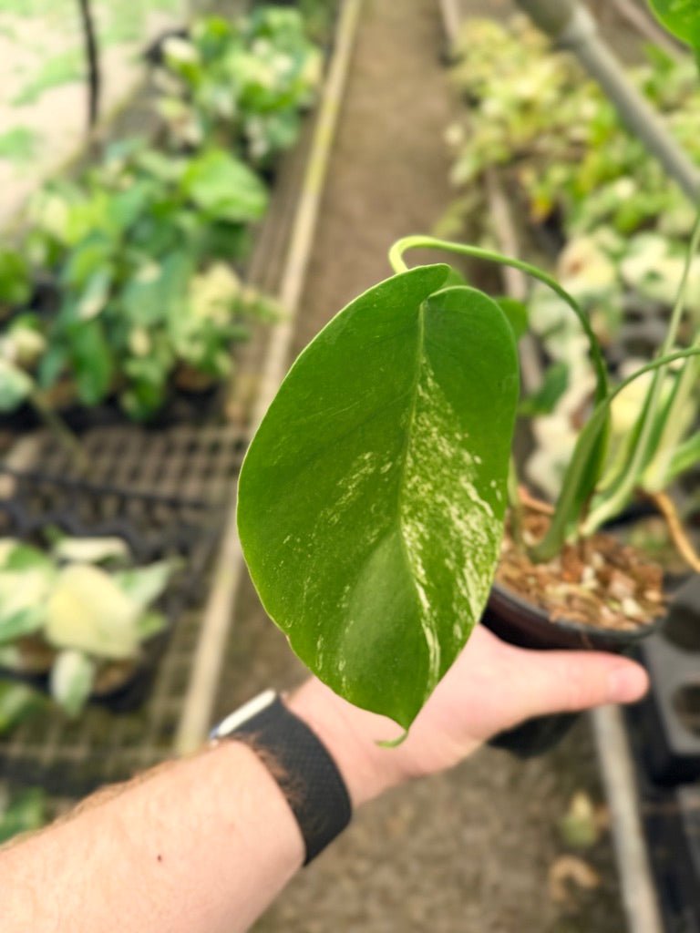 Handpicked 34 - Monstera Deliciosa Borsigiana Variegated Albo | Uprooted