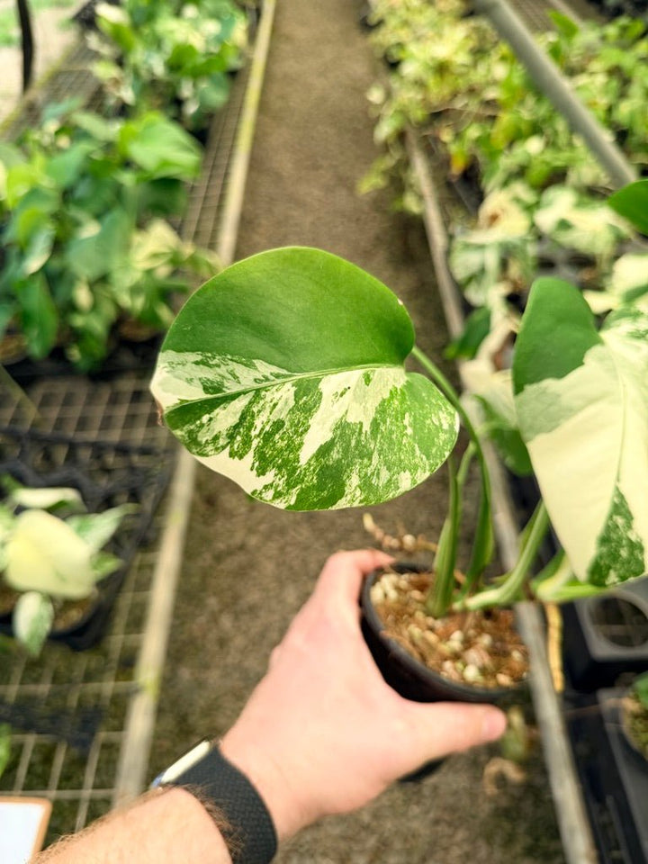 Handpicked 34 - Monstera Deliciosa Borsigiana Variegated Albo | Uprooted