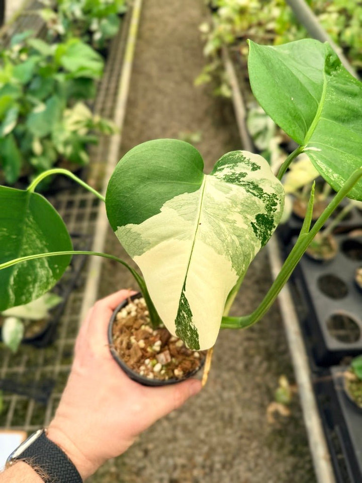 Handpicked 34 - Monstera Deliciosa Borsigiana Variegated Albo | Uprooted