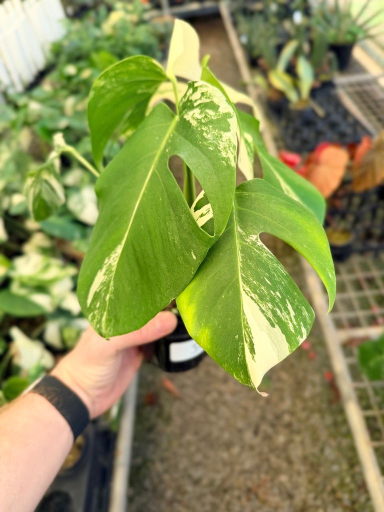 Handpicked 34 - Monstera Deliciosa Borsigiana Variegated Albo | Uprooted