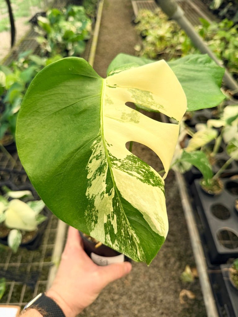 Handpicked 34 - Monstera Deliciosa Borsigiana Variegated Albo | Uprooted