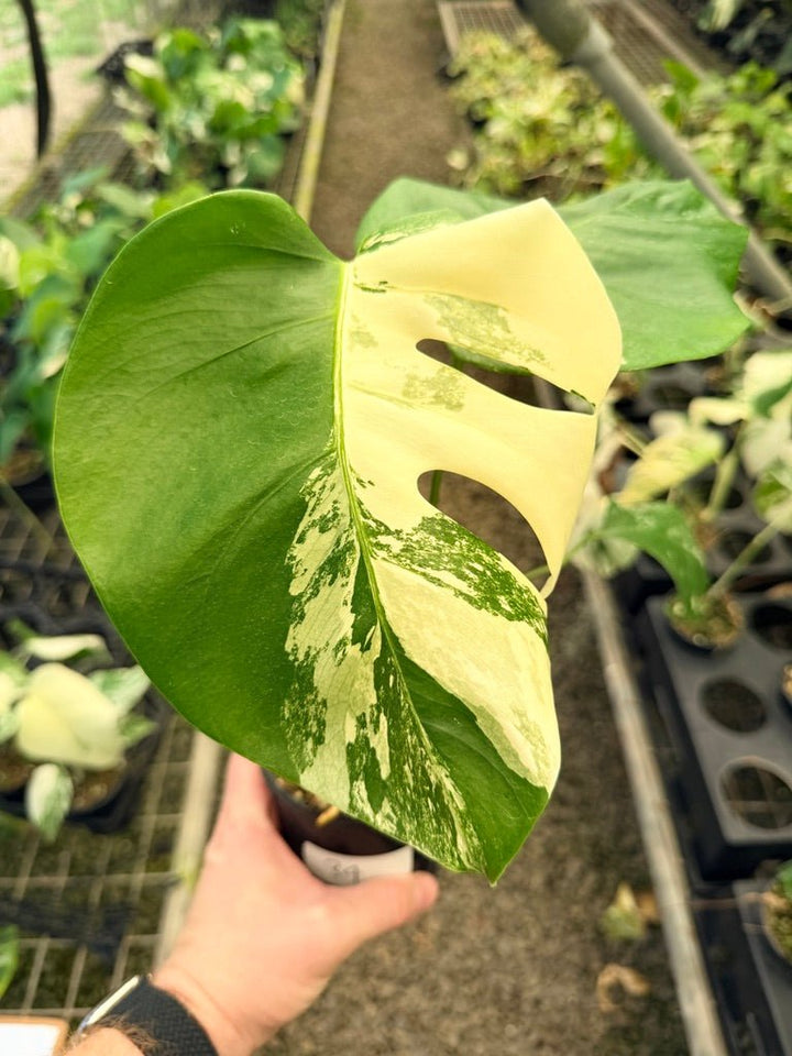 Handpicked 34 - Monstera Deliciosa Borsigiana Variegated Albo | Uprooted