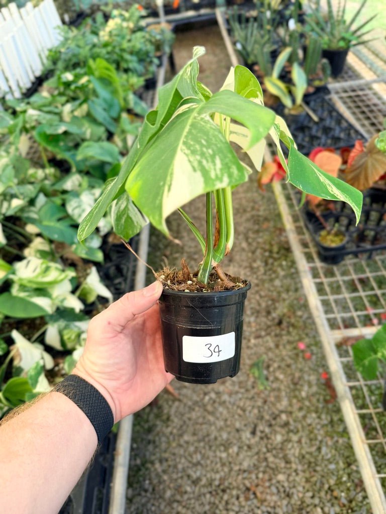 Handpicked 34 - Monstera Deliciosa Borsigiana Variegated Albo | Uprooted