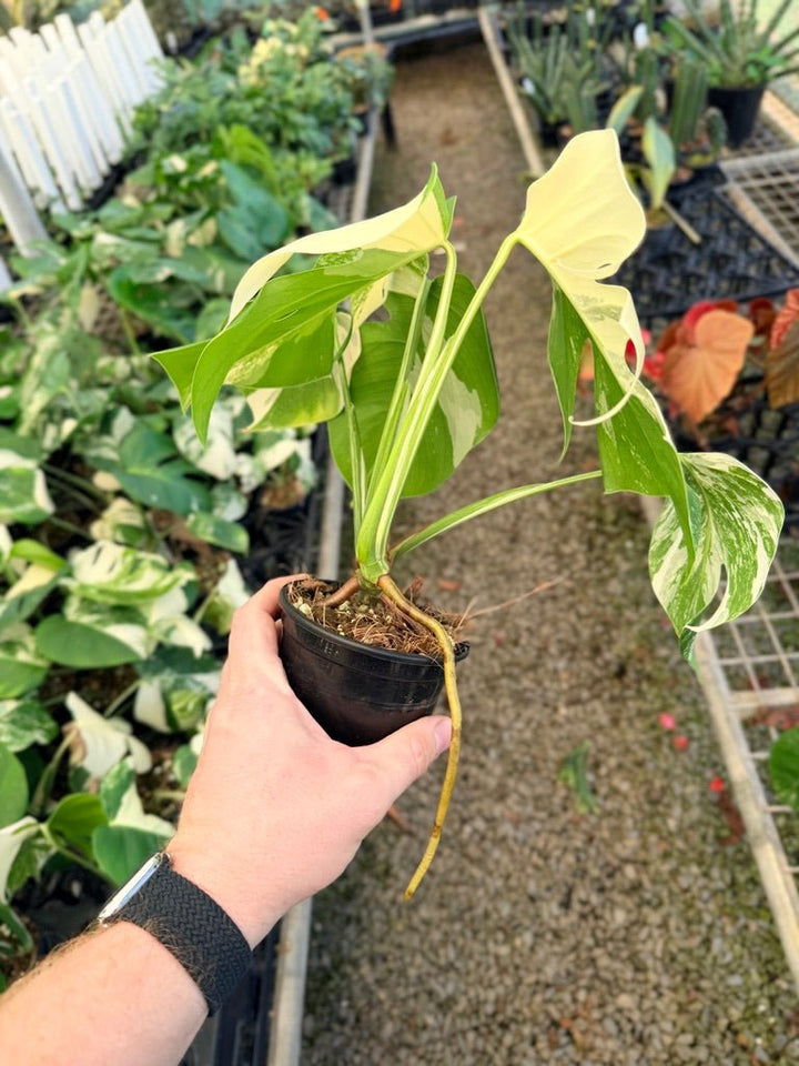 Handpicked 34 - Monstera Deliciosa Borsigiana Variegated Albo | Uprooted