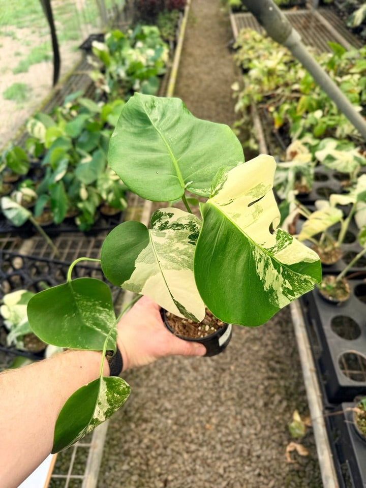 Handpicked 34 - Monstera Deliciosa Borsigiana Variegated Albo | Uprooted